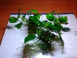     
: 20150210_201755.jpg
: 11
:	155.0 
ID:	9403627
