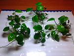     
: 20150210_202307.jpg
: 10
:	158.0 
ID:	9403628