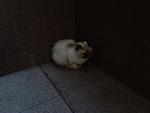     
: photo (cat3).jpg
: 21
:	121.2 
ID:	9416637