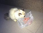     
: photo (cat).jpg
: 18
:	127.6 
ID:	9416638