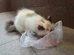     
: photo (cat4).jpg
: 22
:	174.4 
ID:	9416639