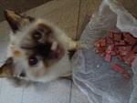     
: photo (cat2).jpg
: 13
:	165.6 
ID:	9416640