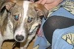     
: IMG_4724.jpg
: 18
:	132.9 
ID:	9422177