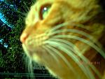     
: PICT0010.jpg
: 16
:	117.0 
ID:	942362