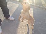     
: doggy.jpg
: 15
:	156.5 
ID:	9426612