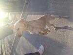     
: doggy2.jpg
: 12
:	161.5 
ID:	9426613