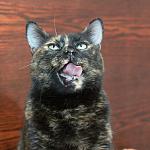     
: DSC_0064.jpg
: 41
:	100.3 
ID:	9428702