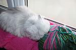     
: IMG_5944.jpg
: 9
:	98.4 
ID:	9434982
