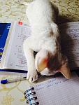    
: image.jpg
: 23
:	97.2 
ID:	9437961