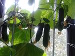     
: 20130925_124900.jpg
: 28
:	152.0 
ID:	9440539