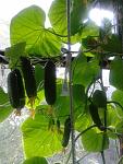     
: 20130925_124915.jpg
: 23
:	111.7 
ID:	9440541