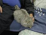     
: IMG_3910.jpg
: 58
:	150.5 
ID:	9445015