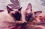     
: 20150223205601 - копия.jpg
: 16
:	153.8 
ID:	9460334