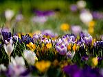     
: krokusy-cvety-fioletovye-719f59e.jpg
: 9
:	129.3 
ID:	9461149