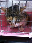     
: IMG_1806.jpg
: 9
:	107.1 
ID:	9468253