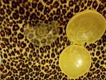     
: IMG_20150302_120334.jpg
: 38
:	183.9 
ID:	9484935