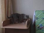     
: IMG_1320.jpg
: 47
:	78.9 
ID:	9485559