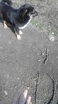     
: uploadfromtaptalk1425475041300.jpg
: 44
:	98.0 
ID:	9497989