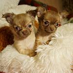     
: IMG_20150218_193739.jpg
: 3
:	104.0 
ID:	9500450