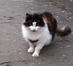     
: тишка.jpg
: 39
:	281.4 
ID:	9515134
