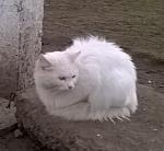     
: бэлла.jpg
: 41
:	272.7 
ID:	9515135