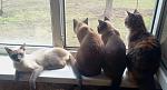     
: 2015-02-28 11.39.42-1.jpg
: 36
:	71.8 
ID:	9531317