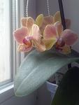     
: CAM00863.jpg
: 7
:	63.5 
ID:	9561277