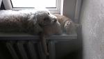     
: jFDh7NeODzg.jpg
: 16
:	100.7 
ID:	9587875
