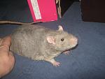     
: IMG_1189.jpg
: 35
:	117.5 
ID:	9611176
