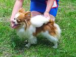     
: 134179425_3_644x461_ochen-porodnyy-dlinnosherstnyy-malchik-chihuahua-import-dlya-vyazki-vyazka_r.jpg
: 23
:	52.2 
ID:	9611446