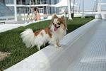     
: 134179425_5_644x461_ochen-porodnyy-dlinnosherstnyy-malchik-chihuahua-import-dlya-vyazki-odesskay.jpg
: 19
:	25.2 
ID:	9611448