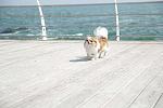     
: 134179425_6_644x461_ochen-porodnyy-dlinnosherstnyy-malchik-chihuahua-import-dlya-vyazki-_rev004.jpg
: 24
:	22.6 
ID:	9611450