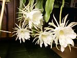     
: DSC00016.JPG
: 24
:	112.4 
ID:	9615329