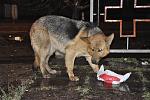     
: _DSC1889.jpg
: 22
:	160.4 
ID:	9615495