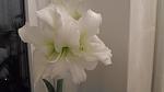     
: SAM_1038.jpg
: 9
:	47.5 
ID:	9620045