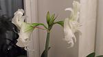     
: SAM_1037.jpg
: 10
:	53.1 
ID:	9620046