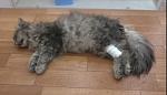     
: Кош.jpg
: 42
:	83.0 
ID:	9629841