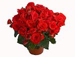     
: begoniya_ehlatior_baladin_krasnaya.jpg
: 29
:	151.4 
ID:	9634673