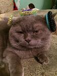     
: IMG_3717.jpg
: 24
:	110.6 
ID:	9653239