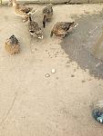     
: image.jpg
: 3
:	129.5 
ID:	9654365