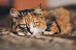     
: o2YiWK0me84.jpg
: 9
:	38.4 
ID:	9667163