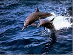     
: 75931160_0_7523_569bba46_XL_1.jpg
: 32
:	107.3 
ID:	9669643