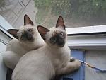    
: IMG_3987.jpg
: 5
:	155.8 
ID:	9674518