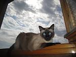     
: image.jpg
: 5
:	79.0 
ID:	9674519
