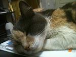     
: sstgrylMqho.jpg
: 10
:	234.1 
ID:	9677213