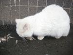     
: IMG_0308.jpg
: 23
:	153.7 
ID:	9678714