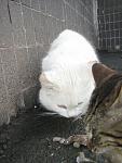     
: IMG_0309.jpg
: 23
:	103.7 
ID:	9678715