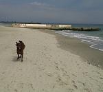     
: 20150405_132938-1.jpg
: 8
:	111.2 
ID:	9678830