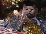     
: image.jpg
: 16
:	231.7 
ID:	9687020