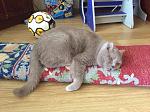     
: image.jpg
: 14
:	181.5 
ID:	9687033